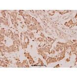 Anti-TGF β3 (G292) Antibody from Bioworld Technology (BS1363) - Antibodies.com