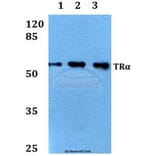Anti-TRα (A19) Antibody from Bioworld Technology (BS1364) - Antibodies.com