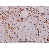 Anti-TRα (A19) Antibody from Bioworld Technology (BS1364) - Antibodies.com