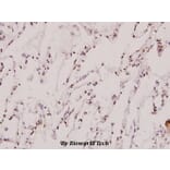 Anti-THRB (L37) Antibody from Bioworld Technology (BS1365) - Antibodies.com