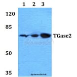 Anti-TGase2 (D11) Antibody from Bioworld Technology (BS1367) - Antibodies.com