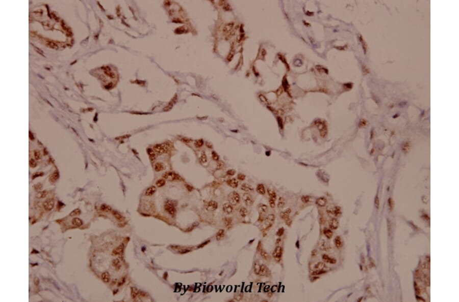 Anti-TH (G13) Antibody from Bioworld Technology (BS1368) - Antibodies.com