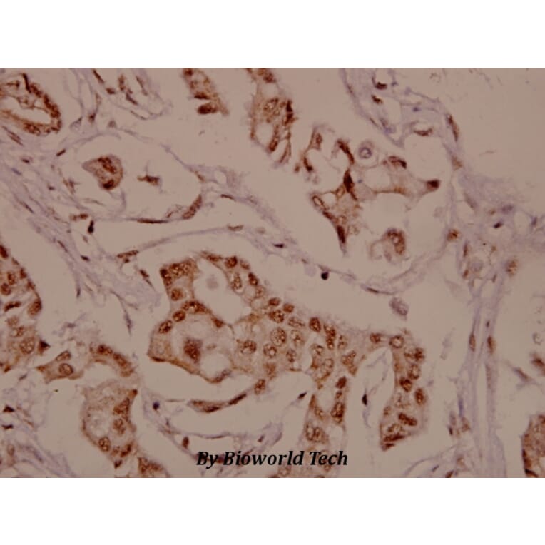 Anti-TH (G13) Antibody from Bioworld Technology (BS1368) - Antibodies.com