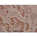 Anti-TH (G13) Antibody from Bioworld Technology (BS1368) - Antibodies.com