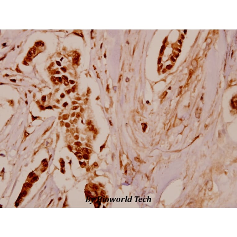 Anti-TH (F34) Antibody from Bioworld Technology (BS1369) - Antibodies.com