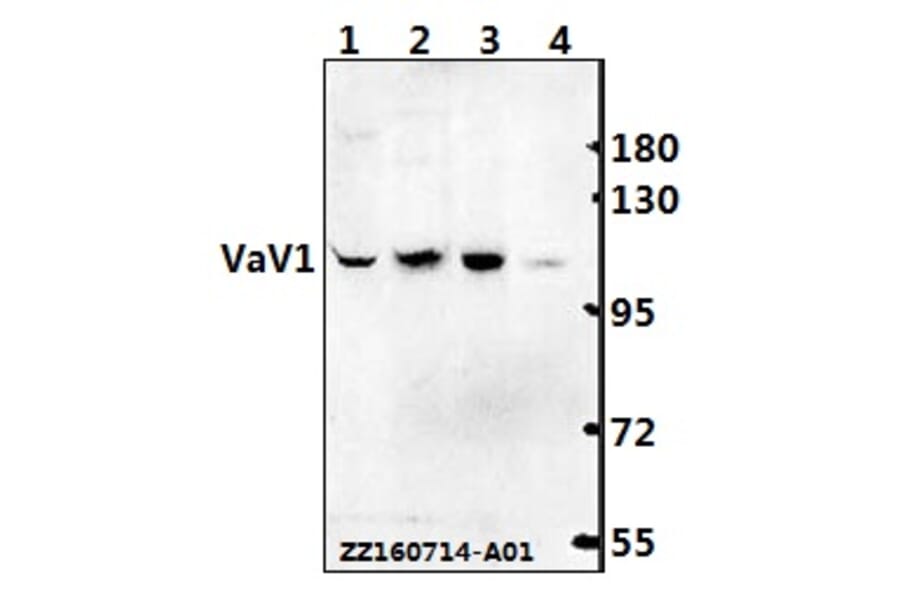 Anti-VaV1 (A168) Antibody from Bioworld Technology (BS1370) - Antibodies.com