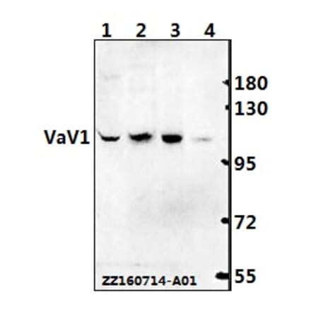 Anti-VaV1 (A168) Antibody from Bioworld Technology (BS1370) - Antibodies.com