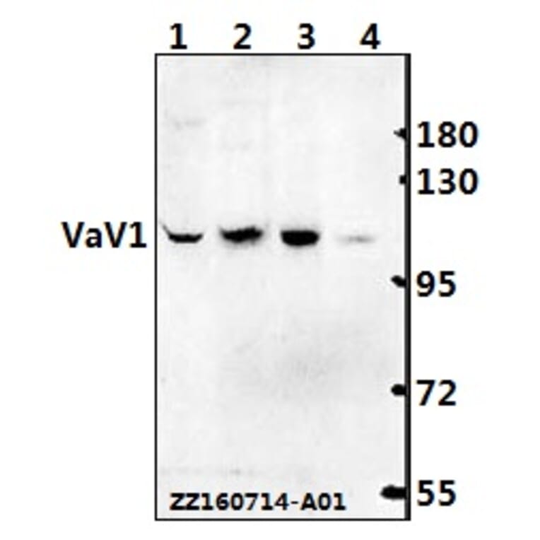 Anti-VaV1 (A168) Antibody from Bioworld Technology (BS1370) - Antibodies.com