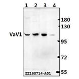 Anti-VaV1 (A168) Antibody from Bioworld Technology (BS1370) - Antibodies.com