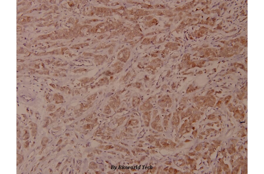 Anti-VaV1 (A168) Antibody from Bioworld Technology (BS1370) - Antibodies.com