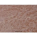 Anti-VaV1 (A168) Antibody from Bioworld Technology (BS1370) - Antibodies.com