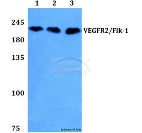 Anti-VEGFR2/Flk-1 (Q1169) Antibody from Bioworld Technology (BS1371) - Antibodies.com