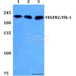 Anti-VEGFR2/Flk-1 (Q1169) Antibody from Bioworld Technology (BS1371) - Antibodies.com