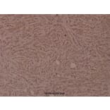 Anti-VEGFR2/Flk-1 (Q1169) Antibody from Bioworld Technology (BS1371) - Antibodies.com