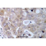 Anti-VEGFR2/Flk-1 (D1209) Antibody from Bioworld Technology (BS1372) - Antibodies.com