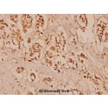 Anti-VEGFR2/Flk-1 (F945) Antibody from Bioworld Technology (BS1373) - Antibodies.com