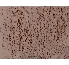 Anti-WNK1 (Y52) Antibody from Bioworld Technology (BS1374) - Antibodies.com