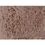 Anti-WNK1 (Y52) Antibody from Bioworld Technology (BS1374) - Antibodies.com