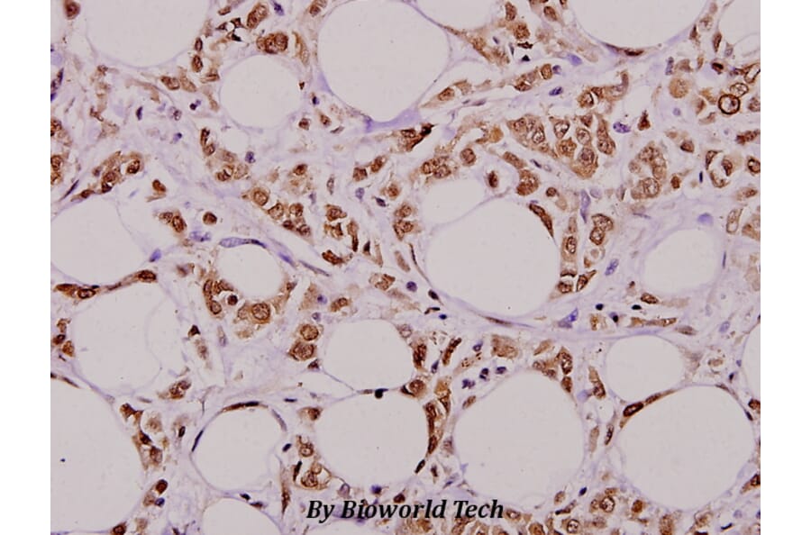 Anti-4E-BP1 (L58) Antibody from Bioworld Technology (BS1375) - Antibodies.com