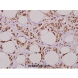 Anti-4E-BP1 (L58) Antibody from Bioworld Technology (BS1375) - Antibodies.com