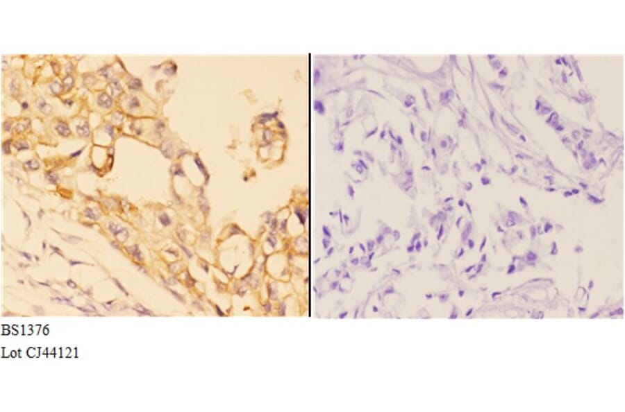 Anti-4E-BP1 (N63) Antibody from Bioworld Technology (BS1376) - Antibodies.com