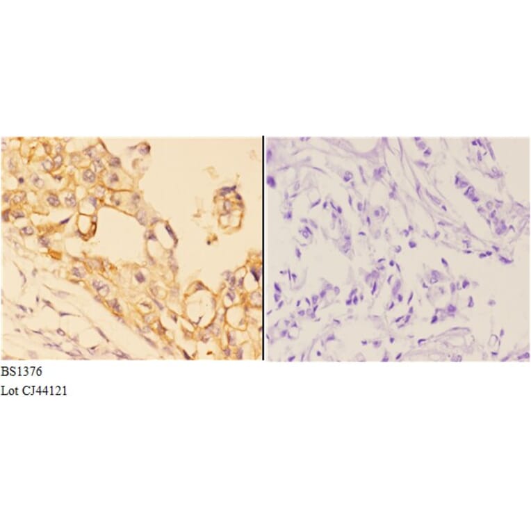 Anti-4E-BP1 (N63) Antibody from Bioworld Technology (BS1376) - Antibodies.com