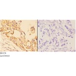 Anti-4E-BP1 (N63) Antibody from Bioworld Technology (BS1376) - Antibodies.com