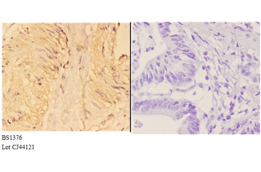Anti-4E-BP1 (N63) Antibody from Bioworld Technology (BS1376) - Antibodies.com