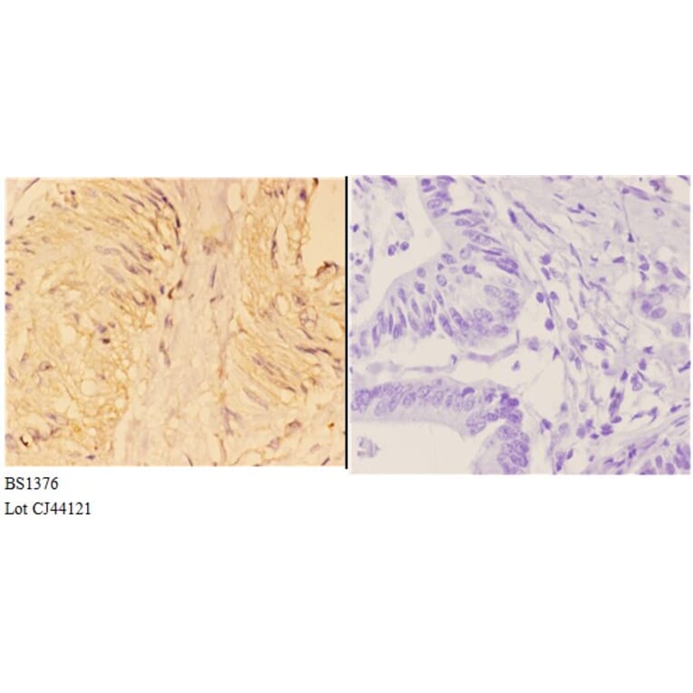 Anti-4E-BP1 (N63) Antibody from Bioworld Technology (BS1376) - Antibodies.com