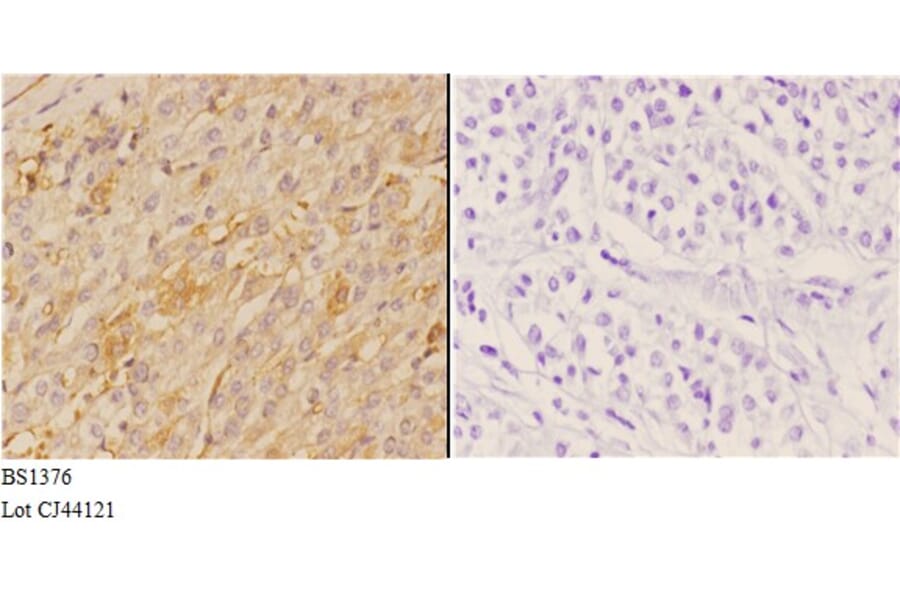 Anti-4E-BP1 (N63) Antibody from Bioworld Technology (BS1376) - Antibodies.com