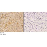Anti-4E-BP1 (N63) Antibody from Bioworld Technology (BS1376) - Antibodies.com
