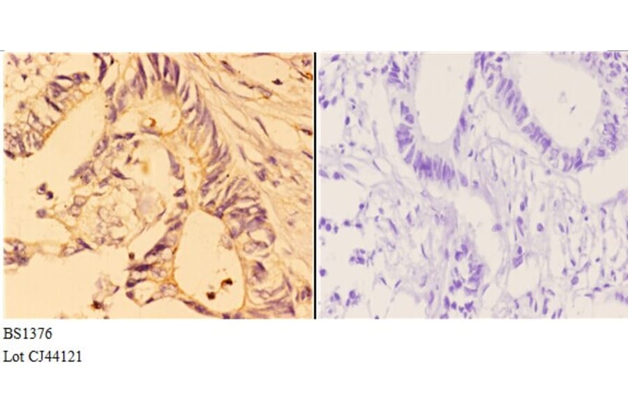 Anti-4E-BP1 (N63) Antibody from Bioworld Technology (BS1376) - Antibodies.com