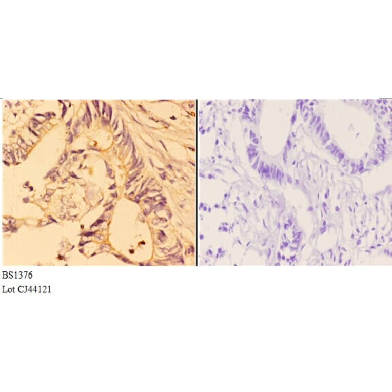 Anti-4E-BP1 (N63) Antibody from Bioworld Technology (BS1376) - Antibodies.com