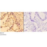 Anti-4E-BP1 (N63) Antibody from Bioworld Technology (BS1376) - Antibodies.com