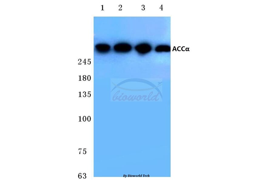 Anti-ACCα (K86) Antibody from Bioworld Technology (BS1377) - Antibodies.com