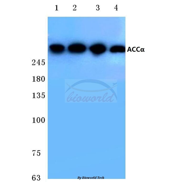 Anti-ACCα (K86) Antibody from Bioworld Technology (BS1377) - Antibodies.com