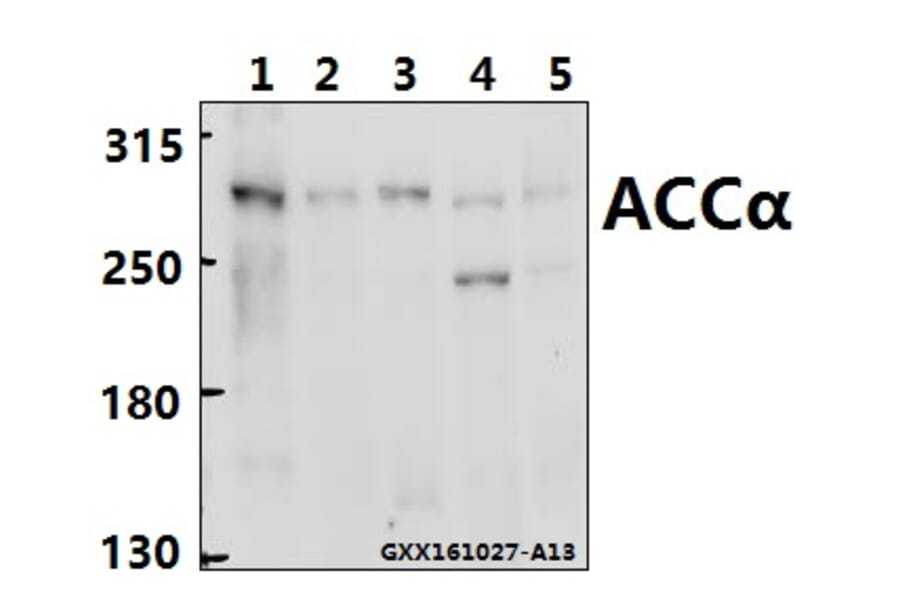 Anti-ACCα (K86) Antibody from Bioworld Technology (BS1377) - Antibodies.com