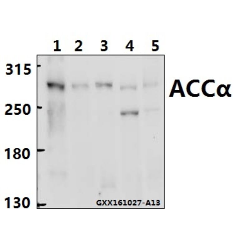 Anti-ACCα (K86) Antibody from Bioworld Technology (BS1377) - Antibodies.com
