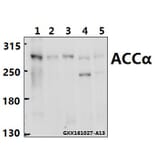 Anti-ACCα (K86) Antibody from Bioworld Technology (BS1377) - Antibodies.com