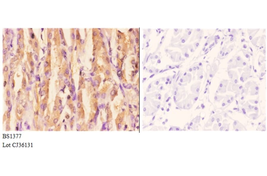 Anti-ACCα (K86) Antibody from Bioworld Technology (BS1377) - Antibodies.com