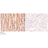 Anti-ACCα (K86) Antibody from Bioworld Technology (BS1377) - Antibodies.com