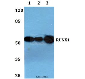Anti-RUNX1 (H297) Antibody from Bioworld Technology (BS1380) - Antibodies.com