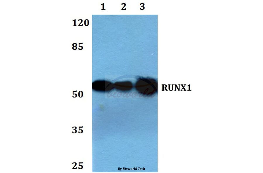 Anti-RUNX1 (H297) Antibody from Bioworld Technology (BS1380) - Antibodies.com