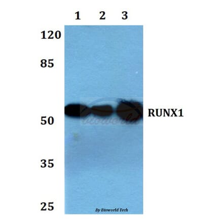 Anti-RUNX1 (H297) Antibody from Bioworld Technology (BS1380) - Antibodies.com