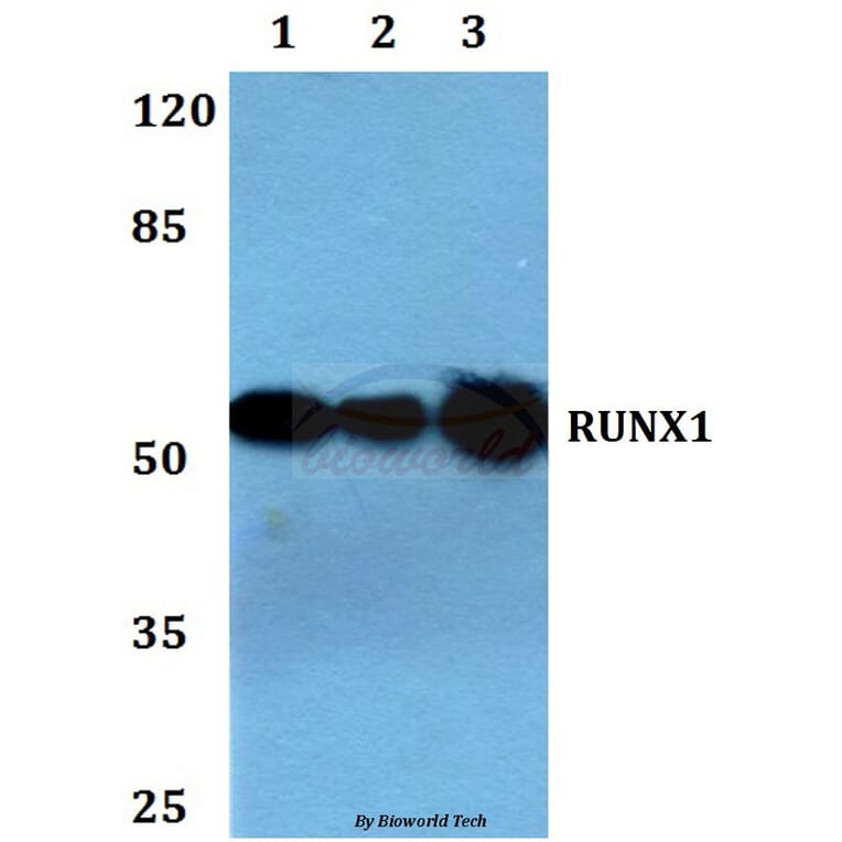 Anti-RUNX1 (H297) Antibody from Bioworld Technology (BS1380) - Antibodies.com