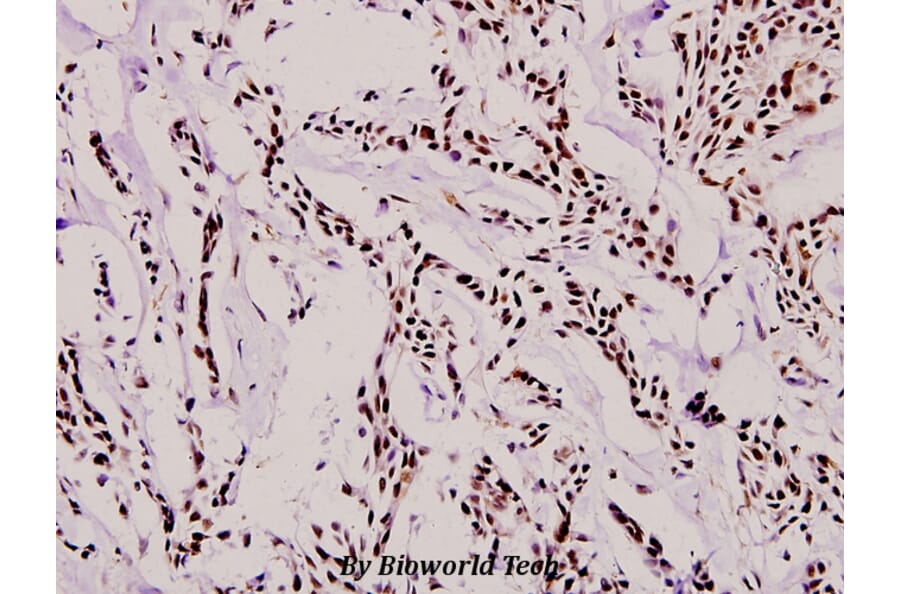 Anti-RUNX1 (H297) Antibody from Bioworld Technology (BS1380) - Antibodies.com