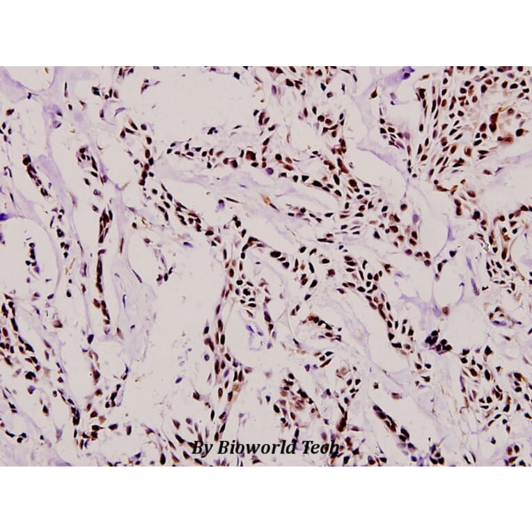 Anti-RUNX1 (H297) Antibody from Bioworld Technology (BS1380) - Antibodies.com