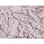 Anti-RUNX1 (H297) Antibody from Bioworld Technology (BS1380) - Antibodies.com