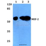 Anti-MEF-2 (I402) Antibody from Bioworld Technology (BS1383) - Antibodies.com