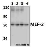 Anti-MEF-2 (I402) Antibody from Bioworld Technology (BS1383) - Antibodies.com